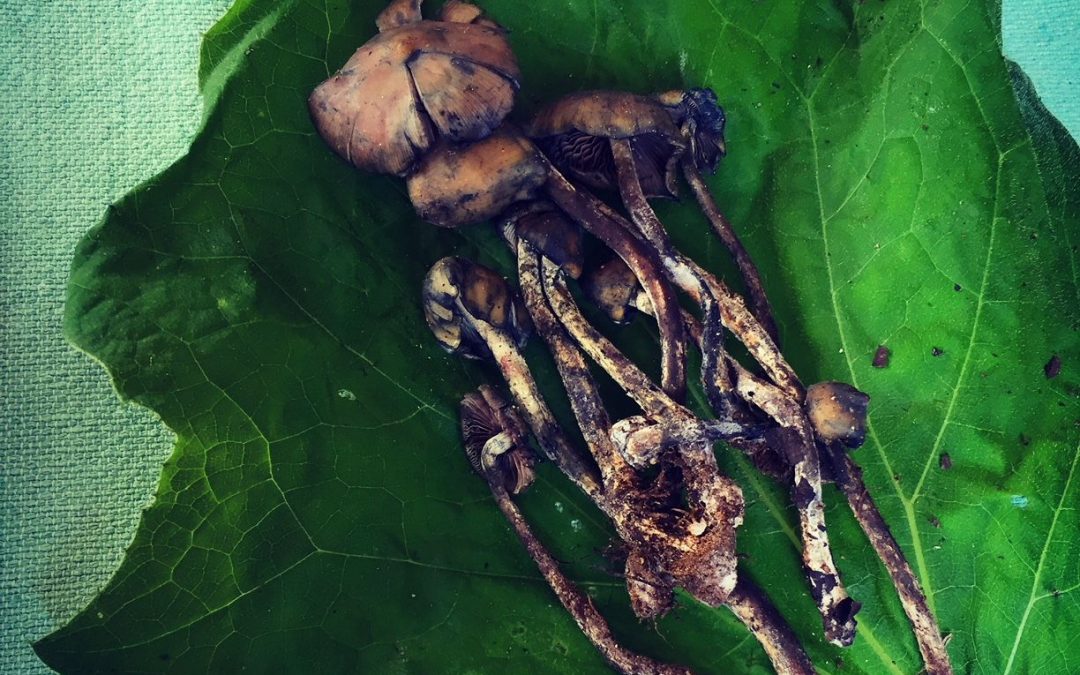 Magical Mushrooms Hunting in the Mexican Mountains – Part 1
